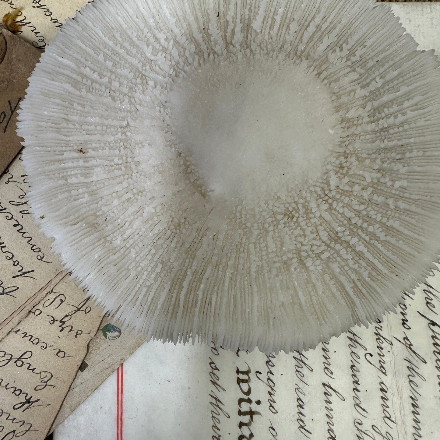 Antique Sea Coral Specimen Mushroom Fungia - The Blind Mole