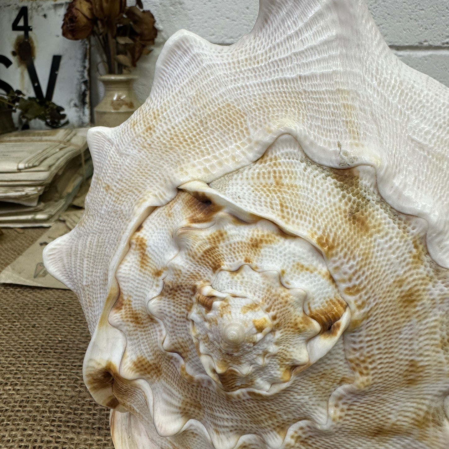 Antique Horned Queen Conch Shell - The Blind Mole