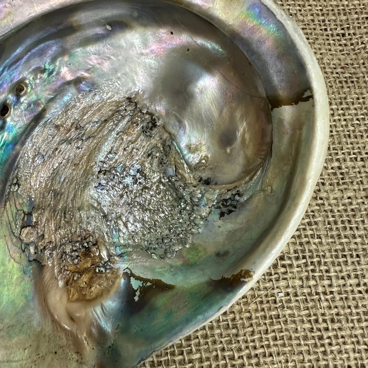 Iridescent Abalone Seashell - The Blind Mole