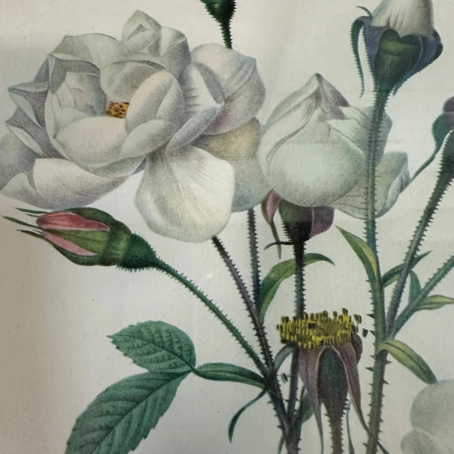 Vintage Still Life Floral, Art Print, Rosa Campanulata Alba Pierre Joseph Redoute - The Blind Mole