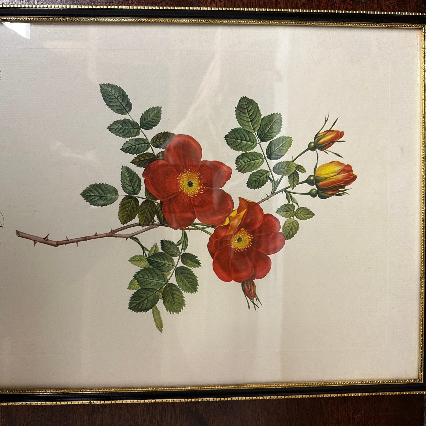 Vintage Still Life Floral, Art Print, Rosa Eglanteria Pierre Joseph Redoute The Blind Mole