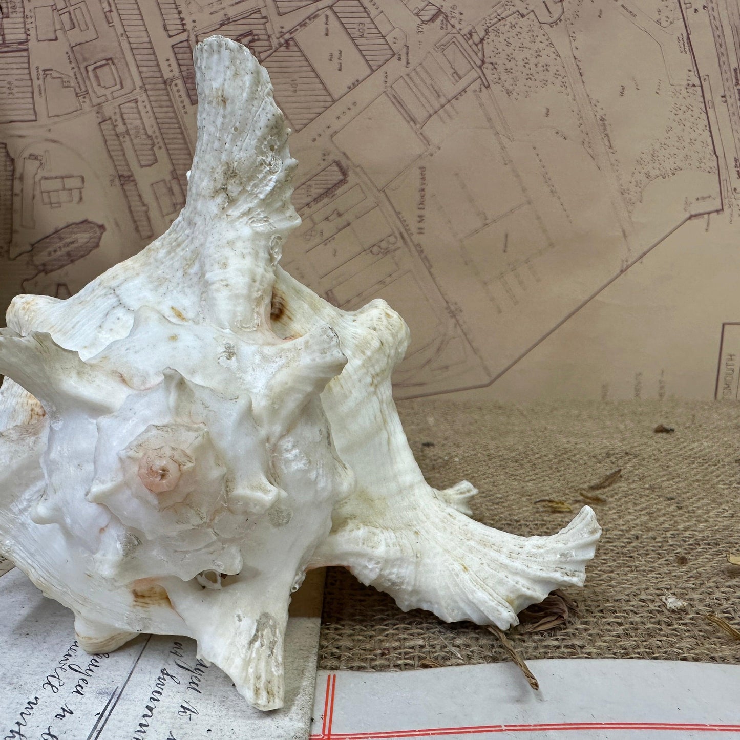 Antique Ramose Murex Snail Seashell - The Blind Mole