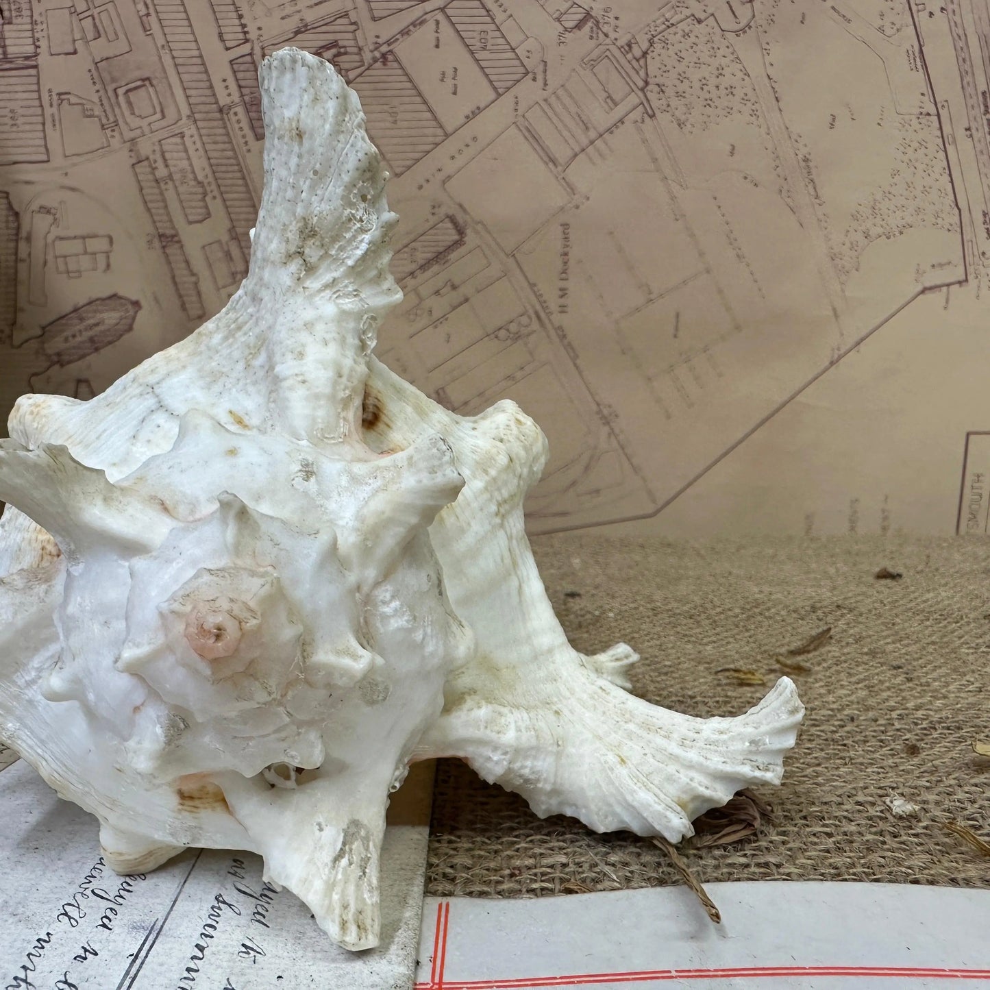 Antique Ramose Murex Snail Seashell - The Blind Mole