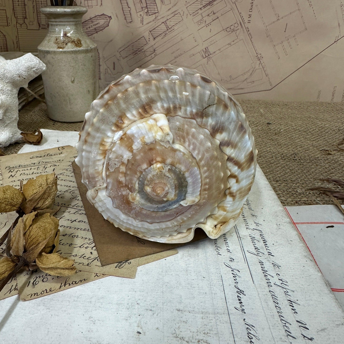 Antique Queen's Helmet Shell Pale - The Blind Mole