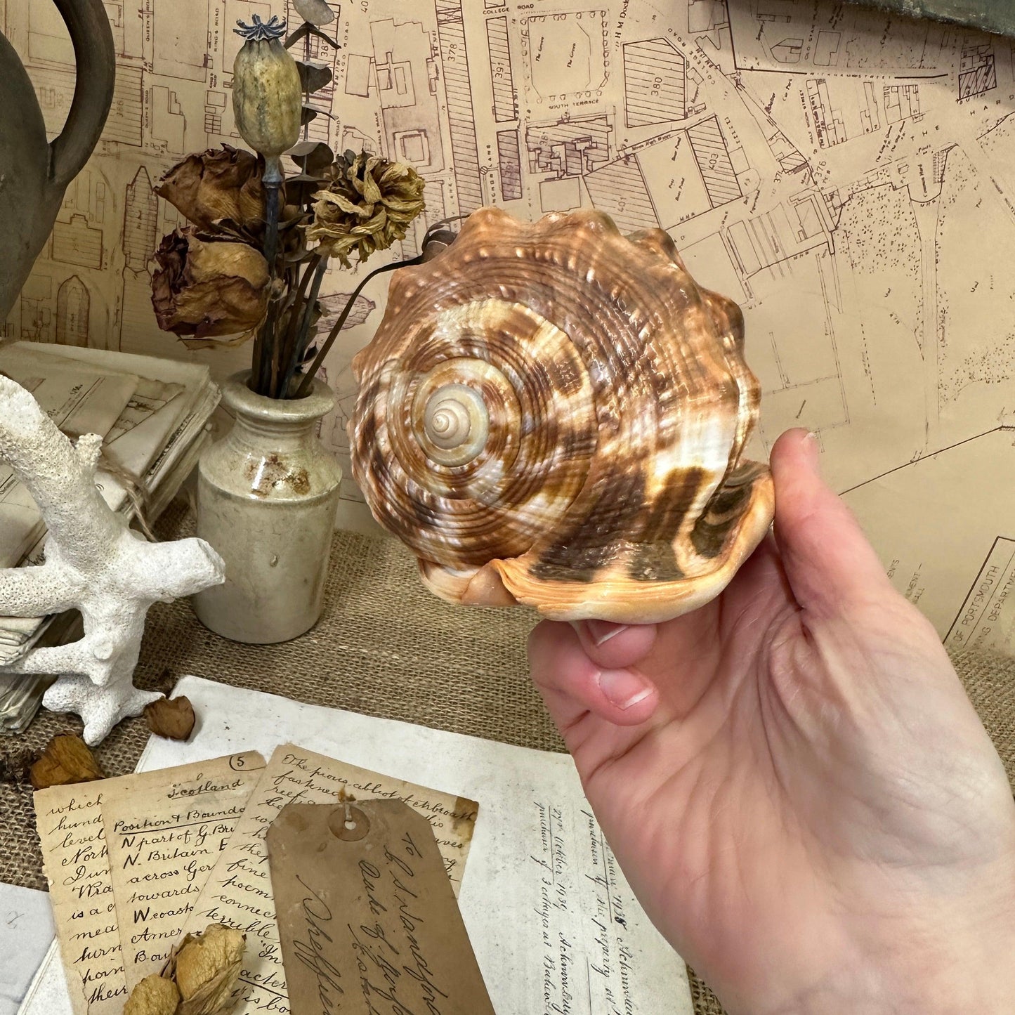 Antique Queen's Helmet Shell - The Blind Mole