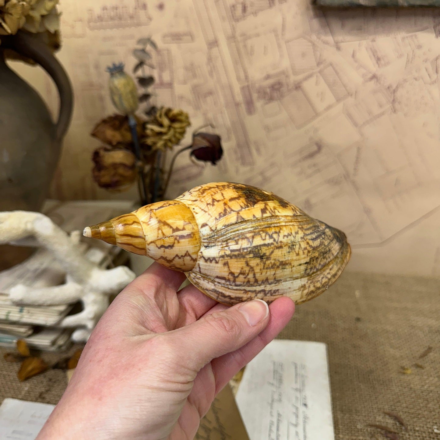 Antique Giant African Snail Shell - The Blind Mole