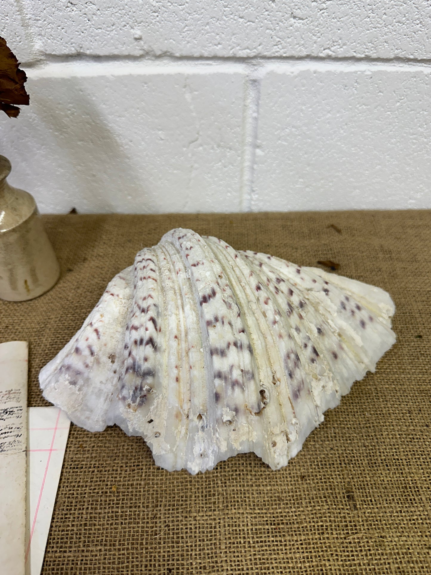 Vintage Clam Tridacna Squamosa Seashell