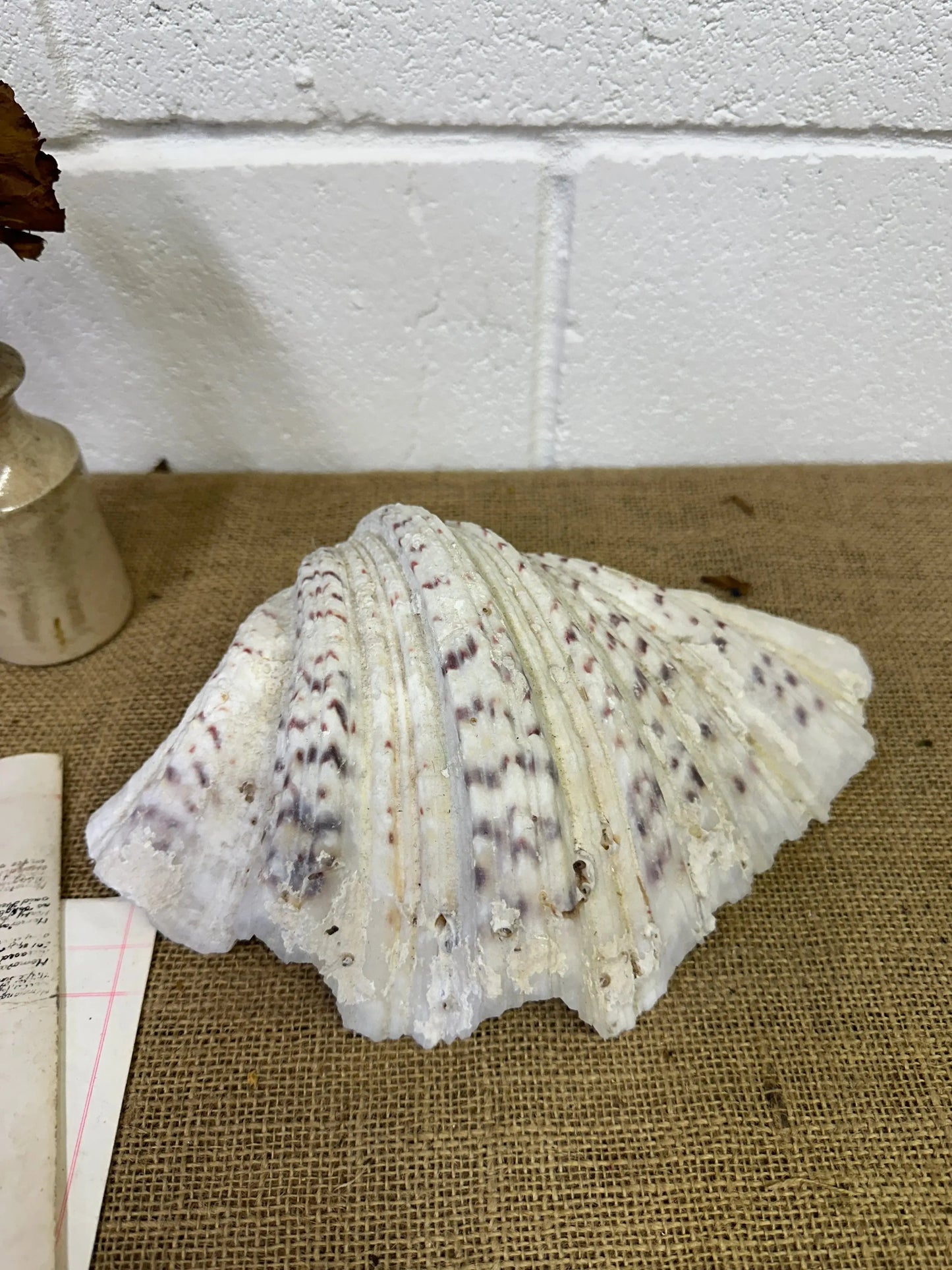 Vintage Clam Tridacna Squamosa Seashell - The Blind Mole