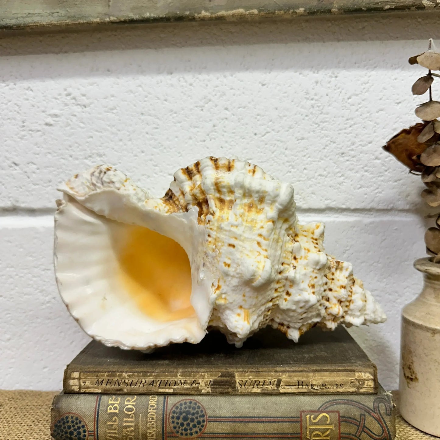 Antique Large Frog Conch Shell - The Blind Mole