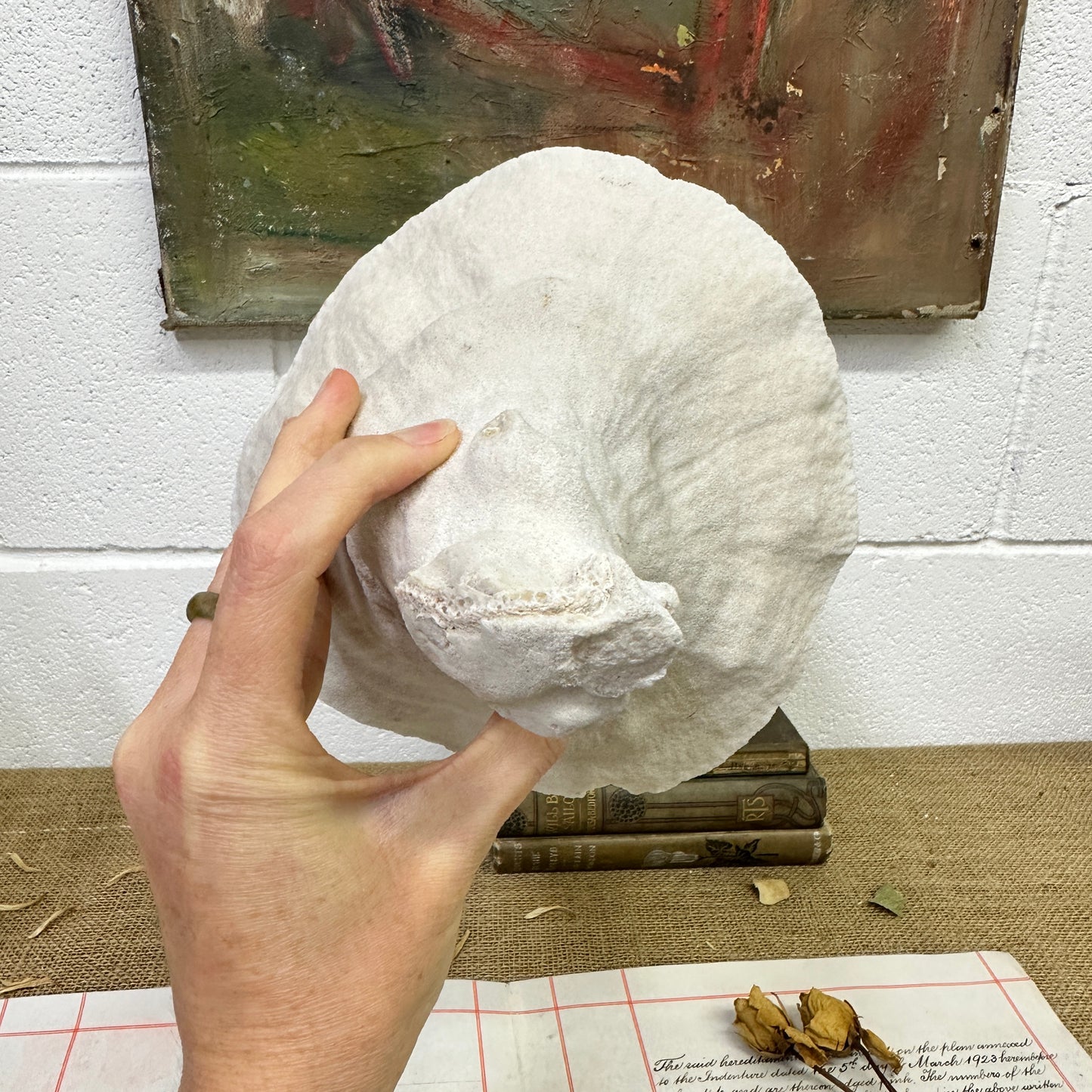 Antique Elephant Ear Mushroom Sea Coral Specimen