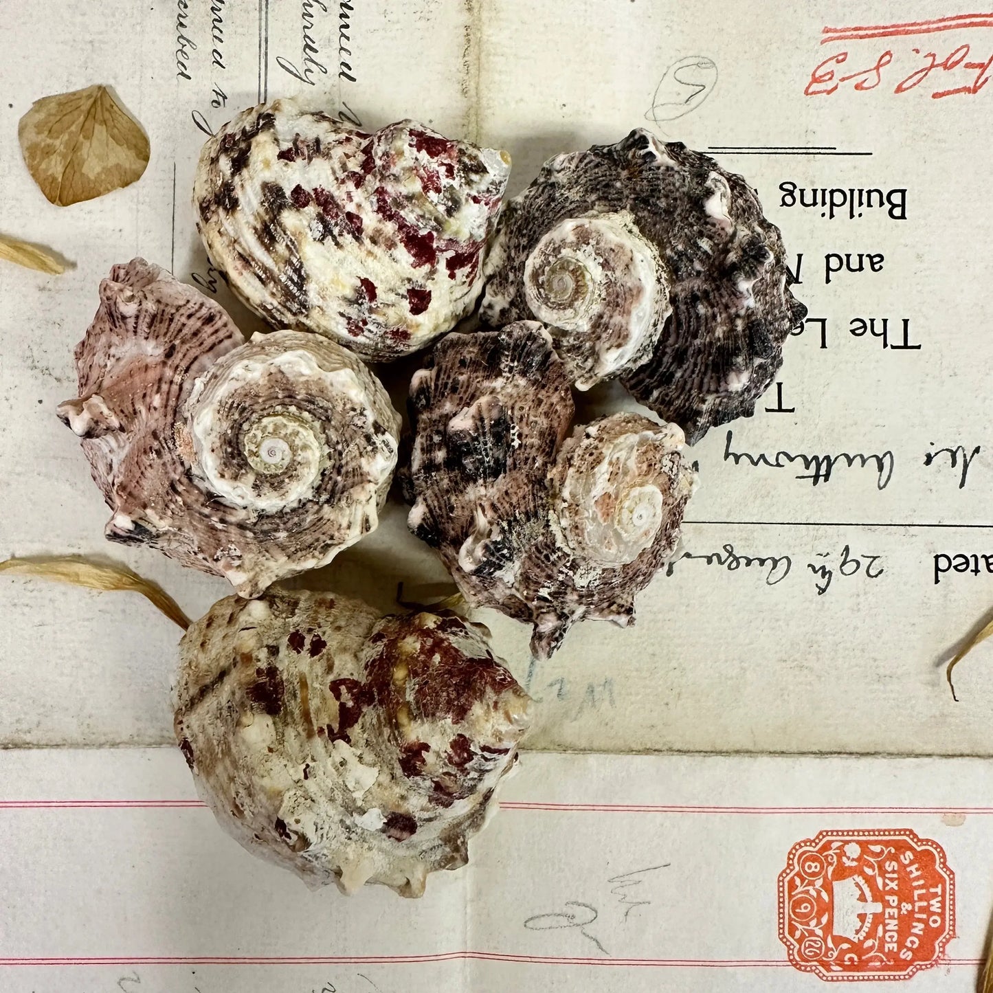 Angaria delphinus Seashells - The Blind Mole