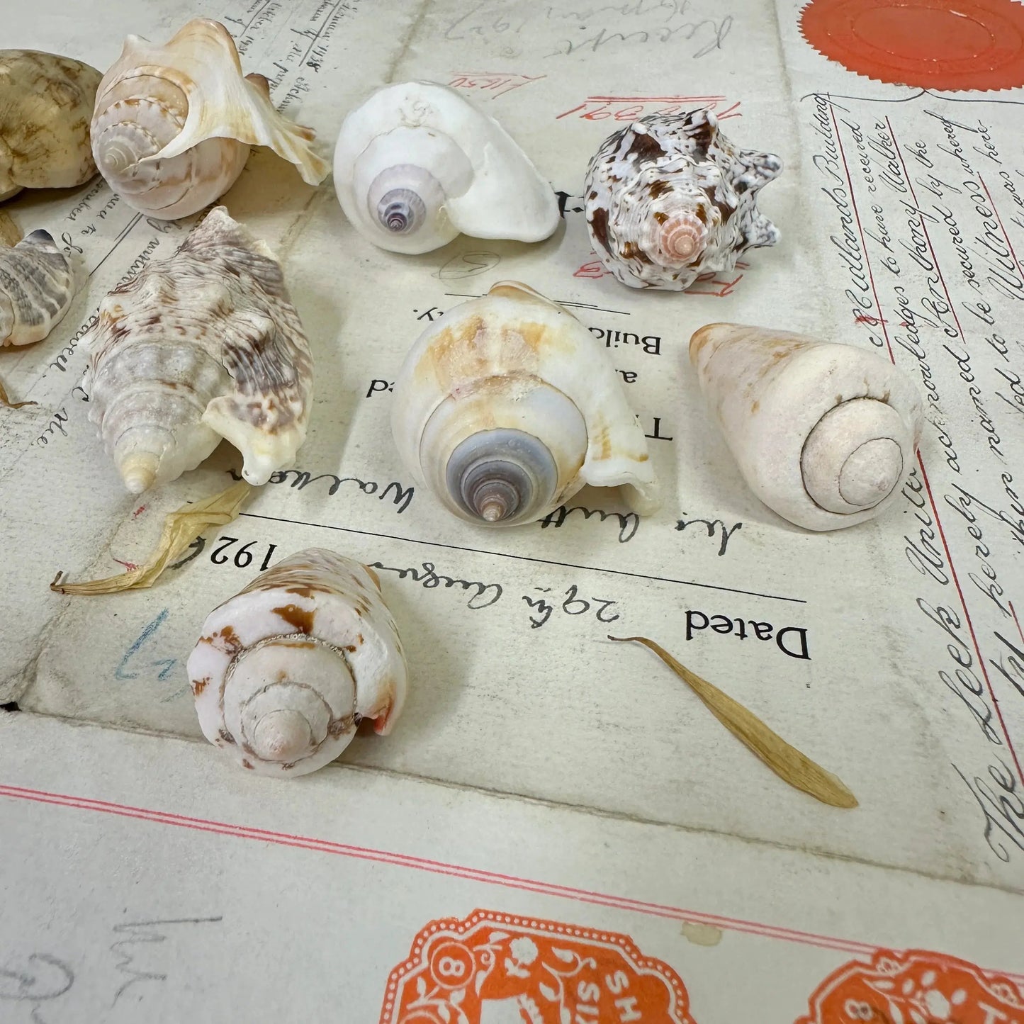 Bear Conch Seashells - The Blind Mole