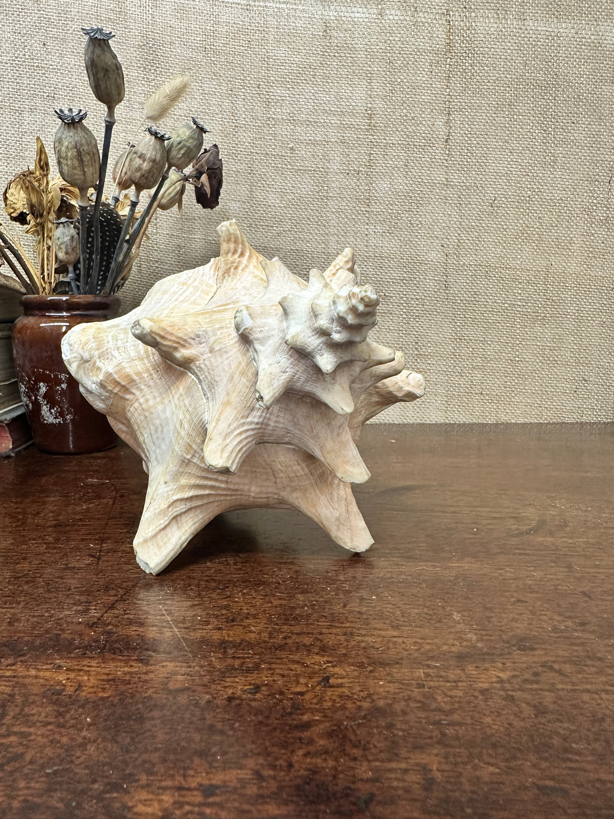 Antique Horned Queen Conch Shell