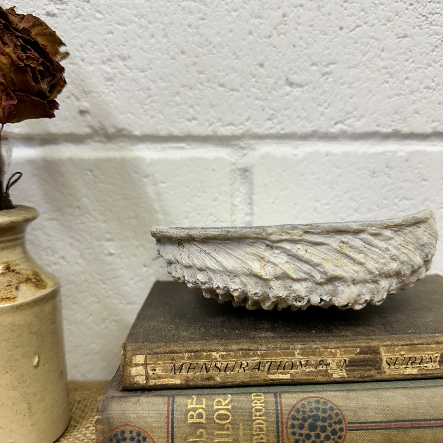 Abalone Iridescent Seashell