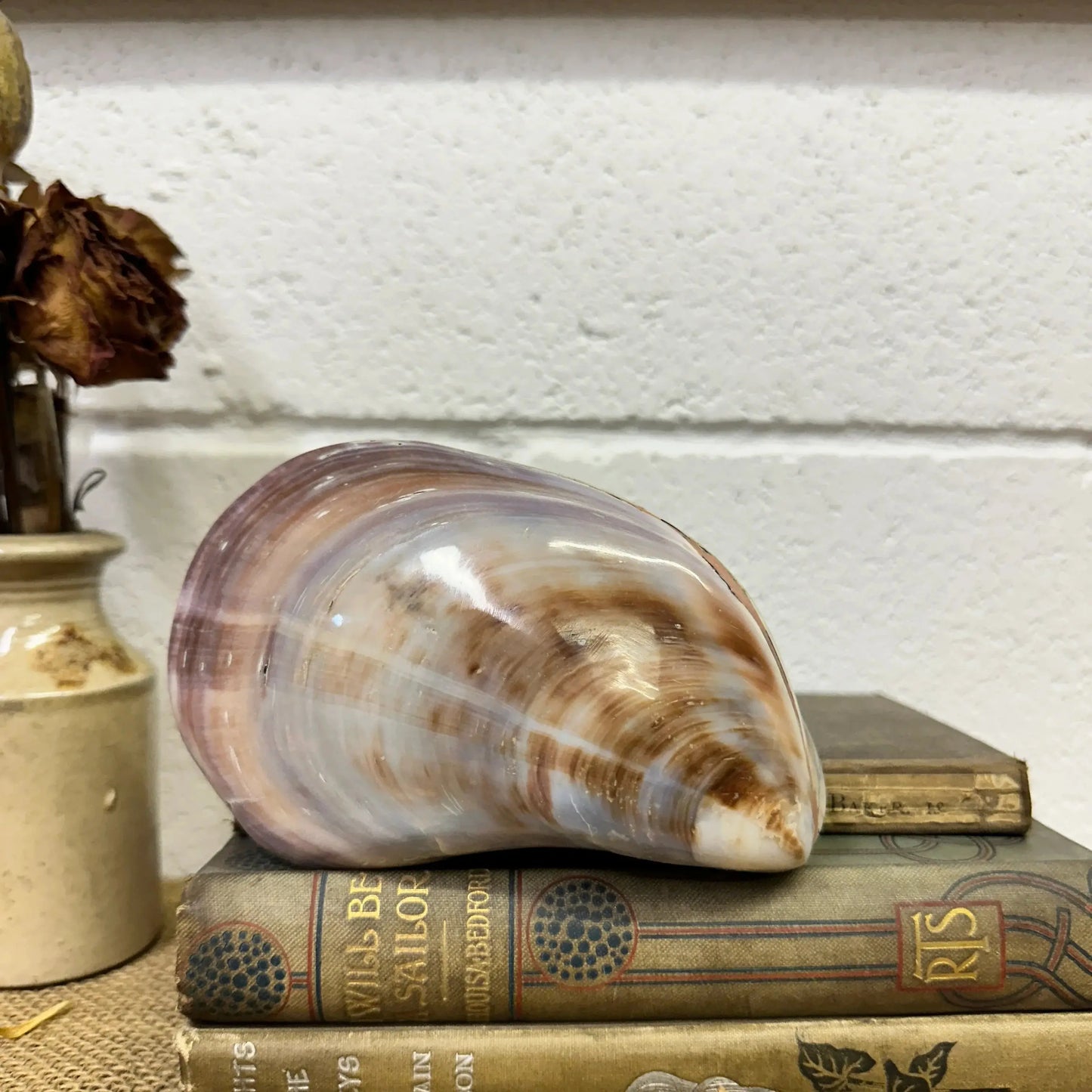 Large Bivalve Clam Seashell - The Blind Mole