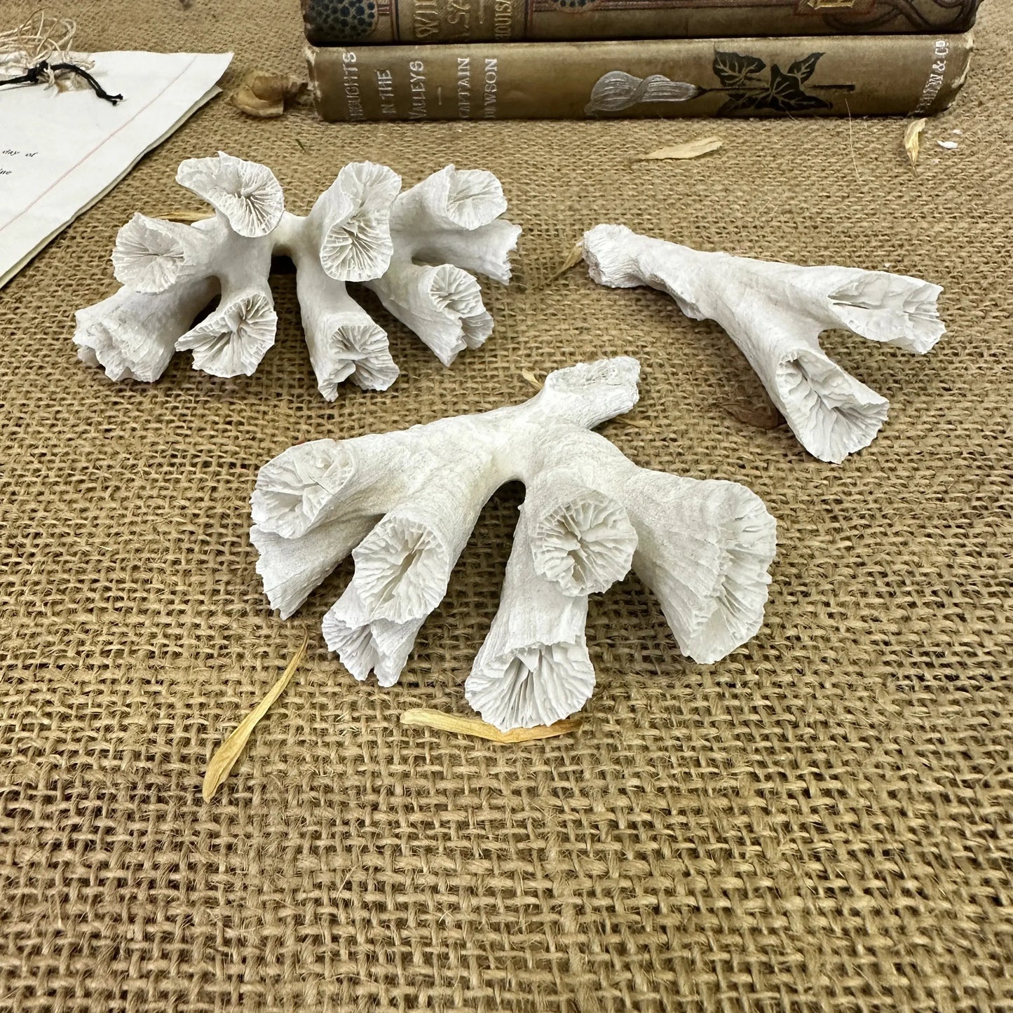 Antique Sea Coral Collection - The Blind Mole