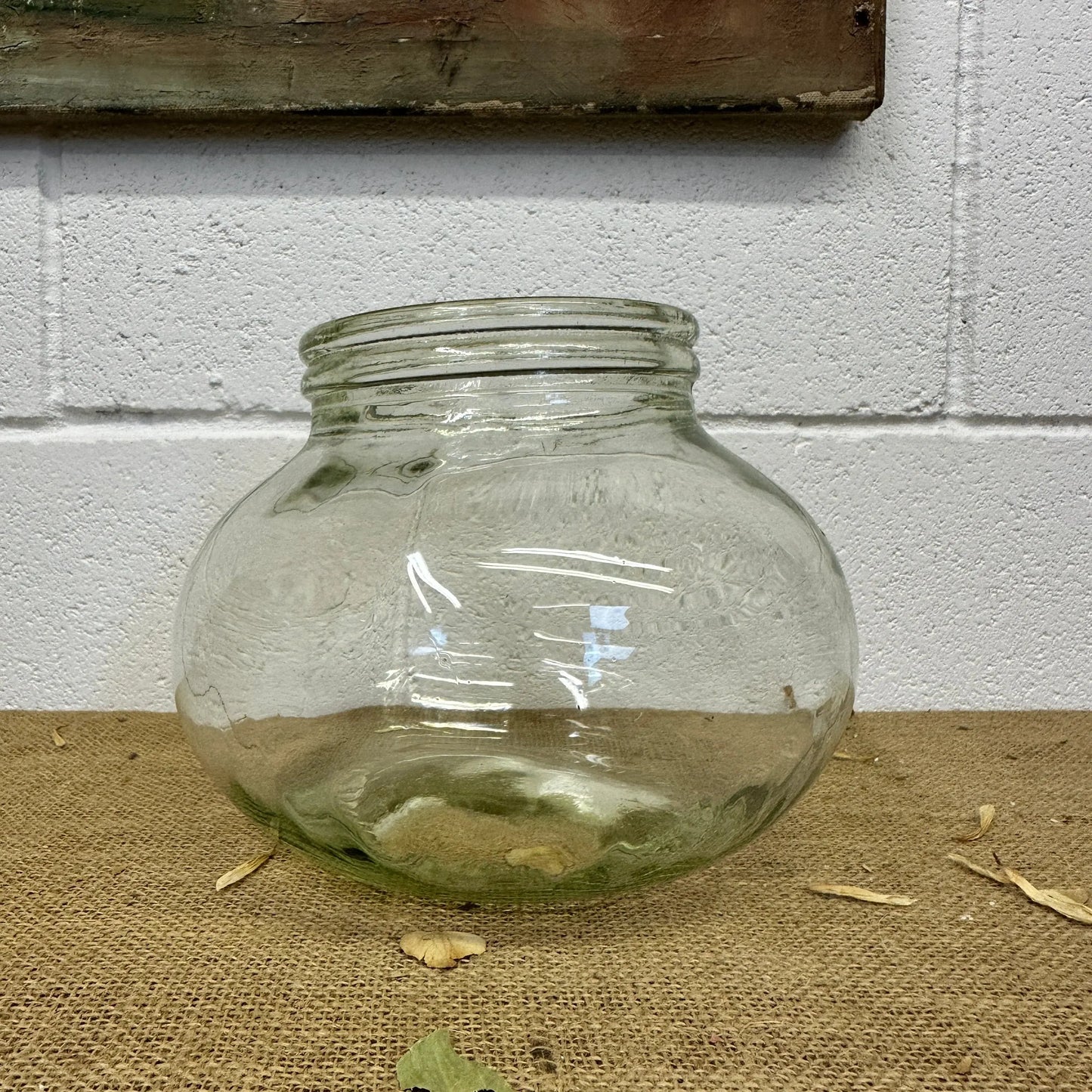 Vintage Glass Sweet Jar Terrarium - The Blind Mole