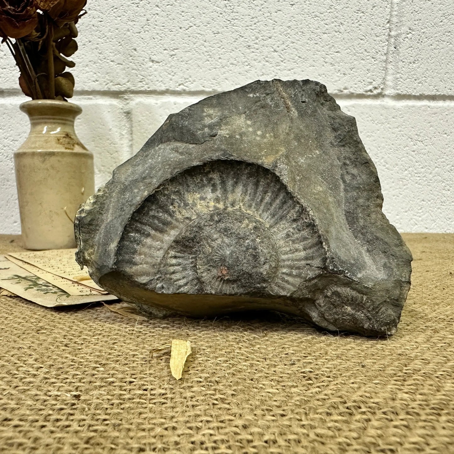 Antique Fossil Specimen Ammonite - The Blind Mole