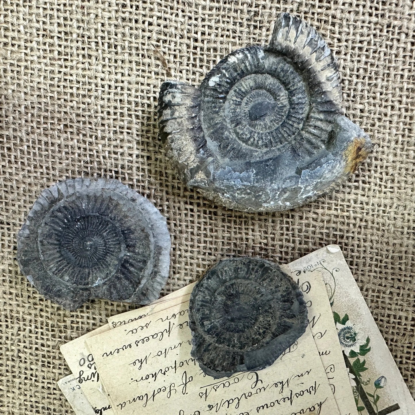 Antique Fossil Ammonite Specimens - The Blind Mole