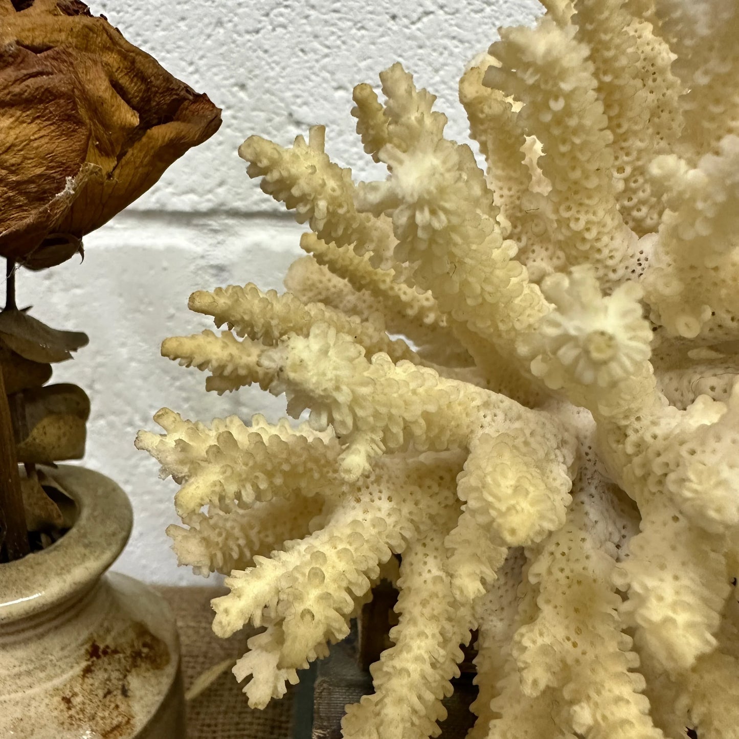 Antique Coral Specimen - The Blind Mole