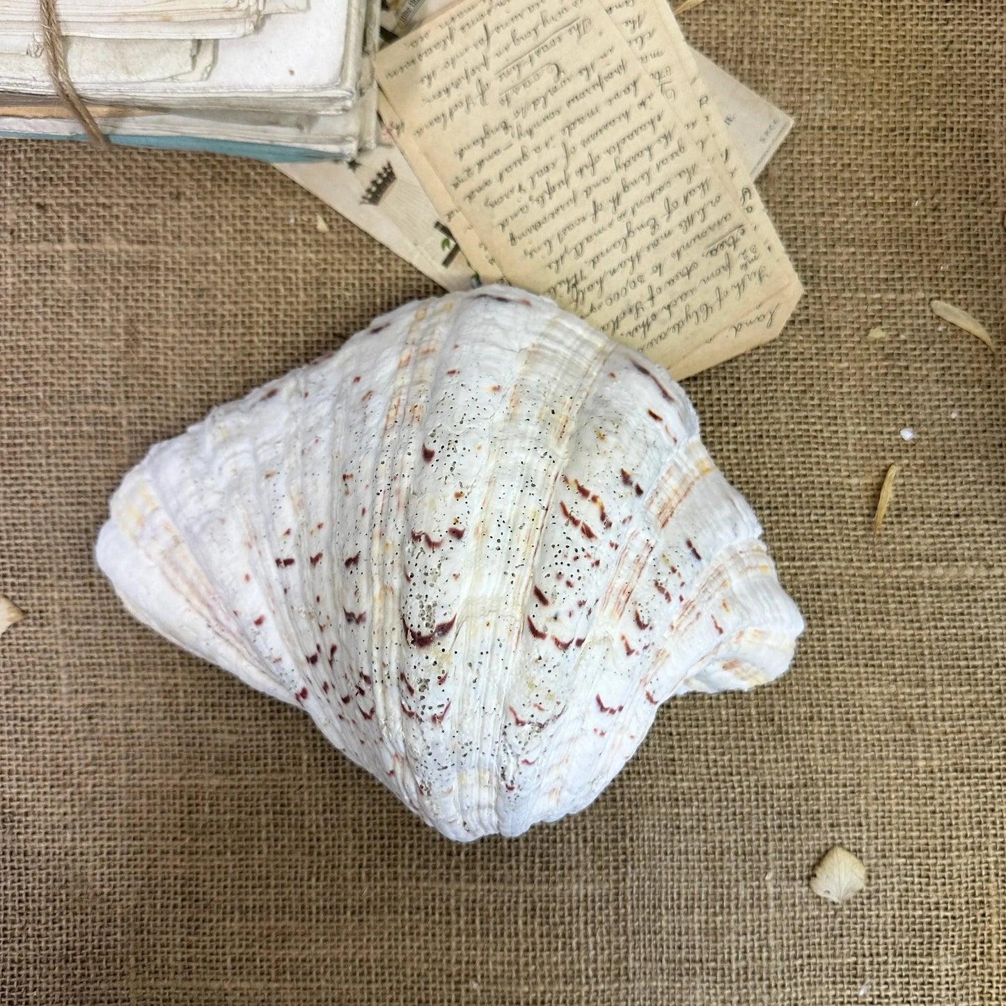 Large Clam Tridacna Squamosa Seashell - The Blind Mole