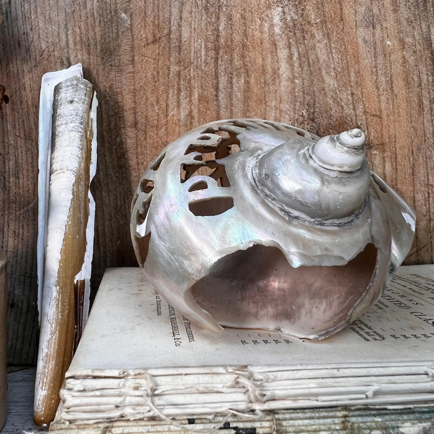 Rare 1900's Century Port Blair Andamans Carved Pieced Conchology Sea Shell - The Blind Mole