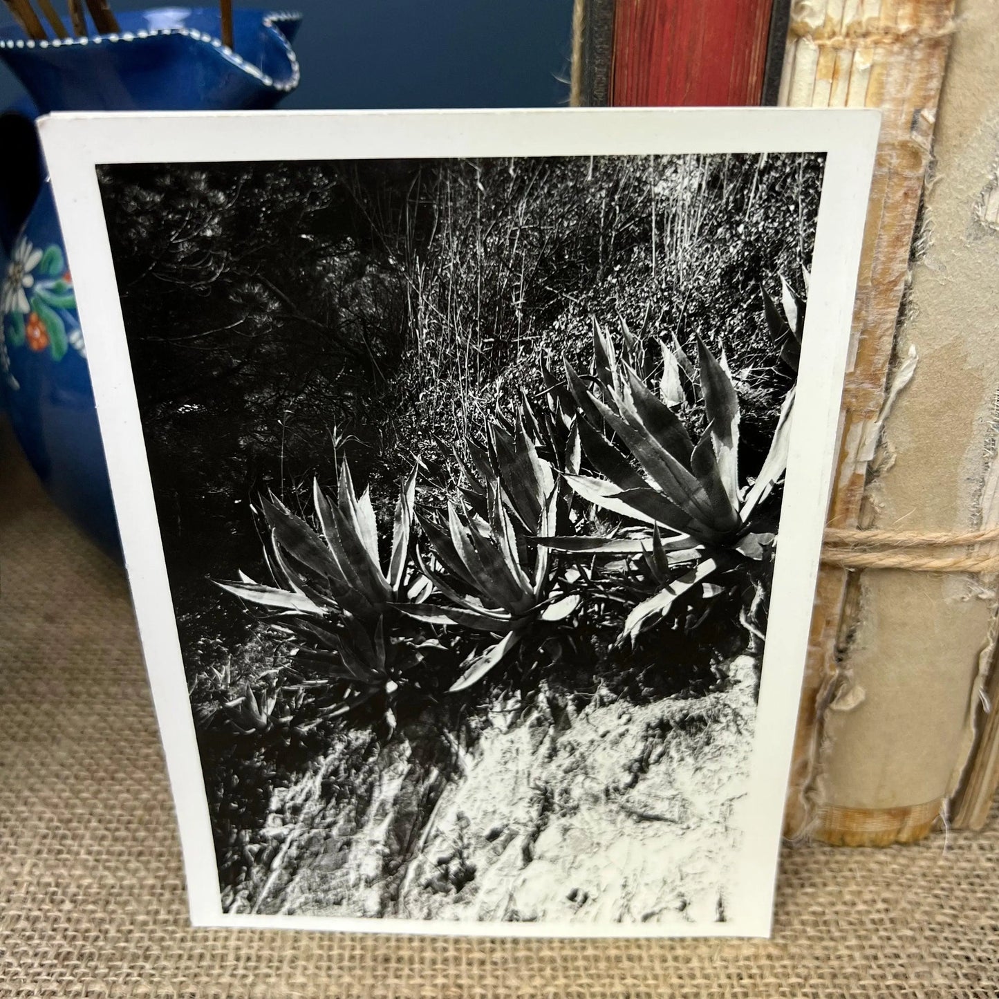 Amateur Botanical Black & White Floral Photograph Cica 1950 - The Blind Mole