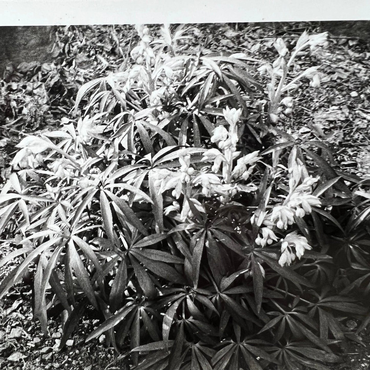 Amateur Botanical Black & White Specimen Photograph - The Blind Mole