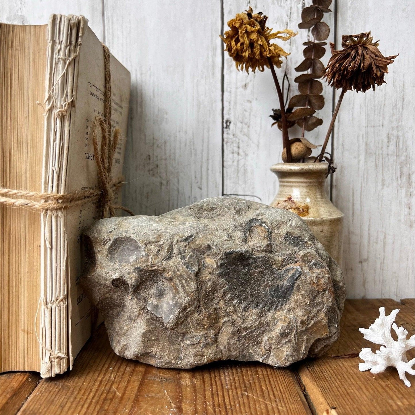 Large Antique Fossil Specimen - The Blind Mole