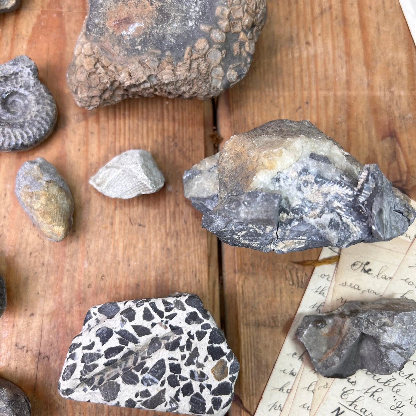 Antique Rocks & Fossil Private Collection - The Blind Mole