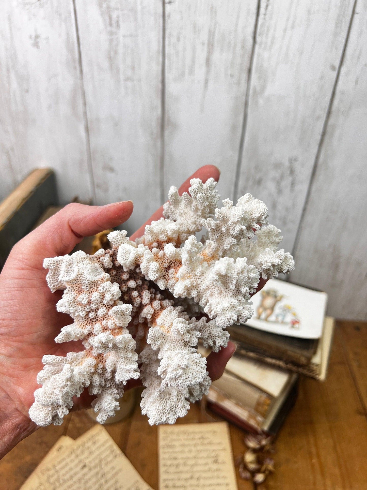 White Antique Sea Coral Specimen* - The Blind Mole