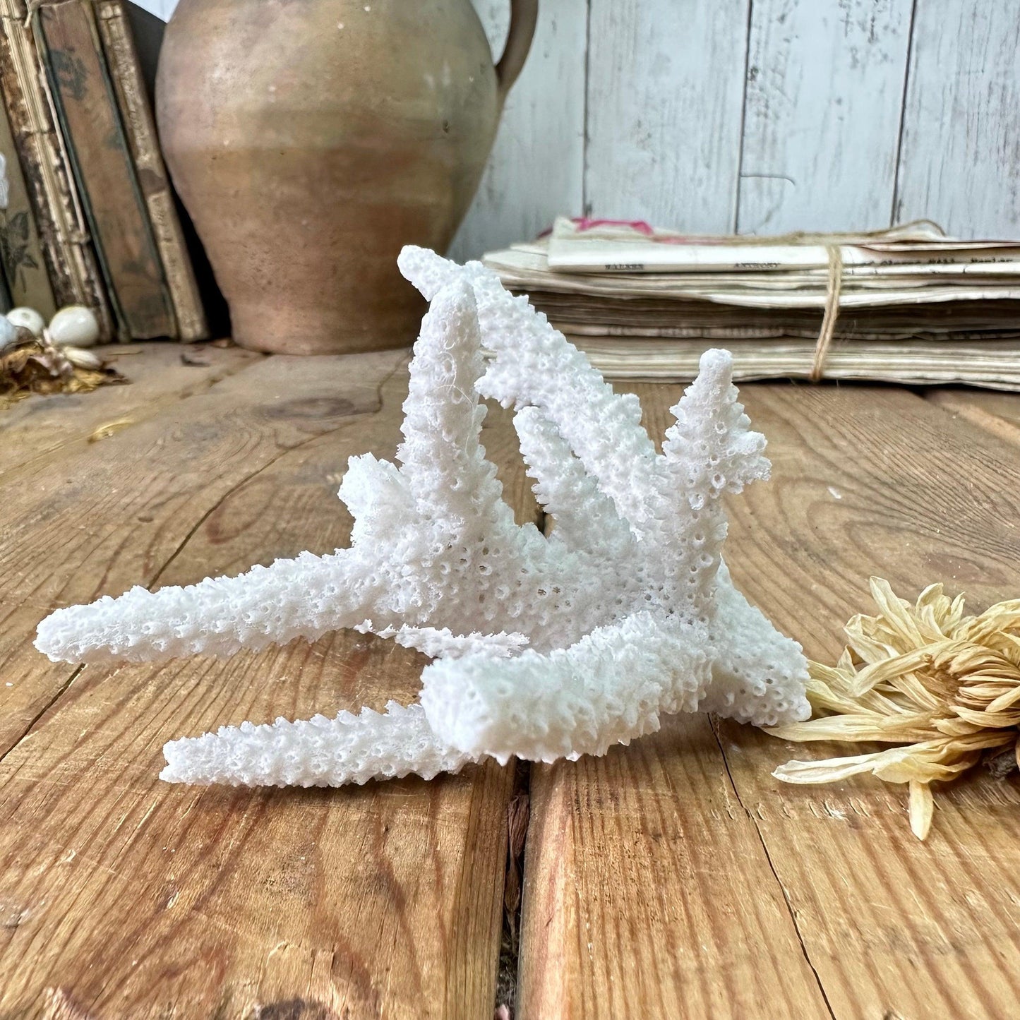 White Antique Sea Coral Branch Specimens - The Blind Mole