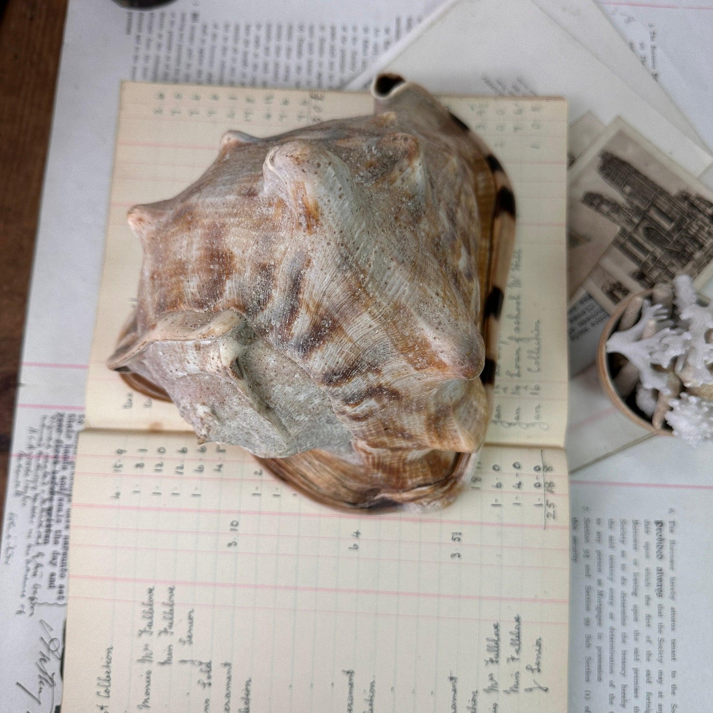 Antique Horned Queen Conch Shell - The Blind Mole
