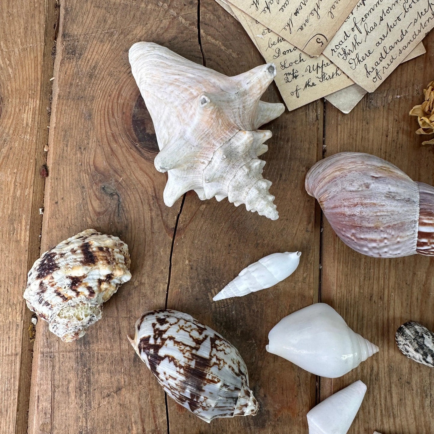 Collection of 14 Vintage Seashells Set Two - The Blind Mole