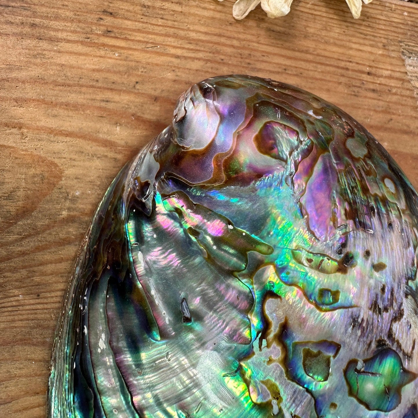 Pearlized Abalone Rainbow Seashell - The Blind Mole