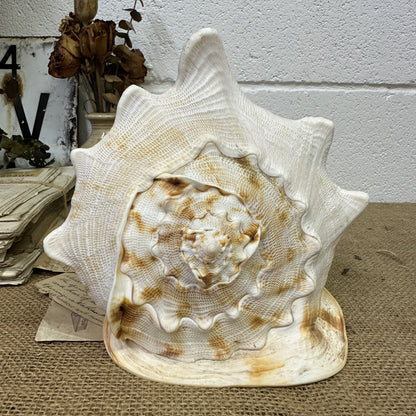 Antique Horned Queen Conch Shell - The Blind Mole