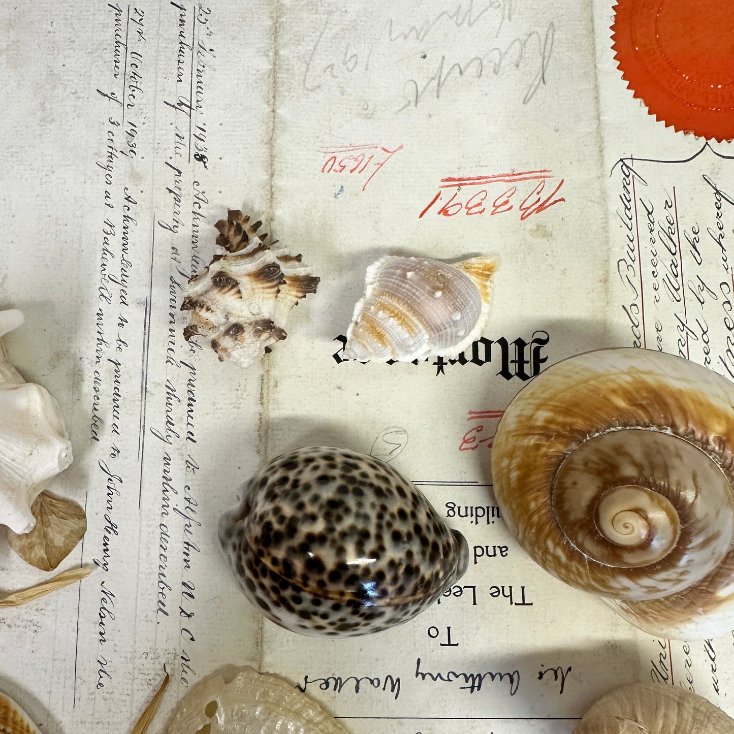 Collection Vintage Seashells C - The Blind Mole