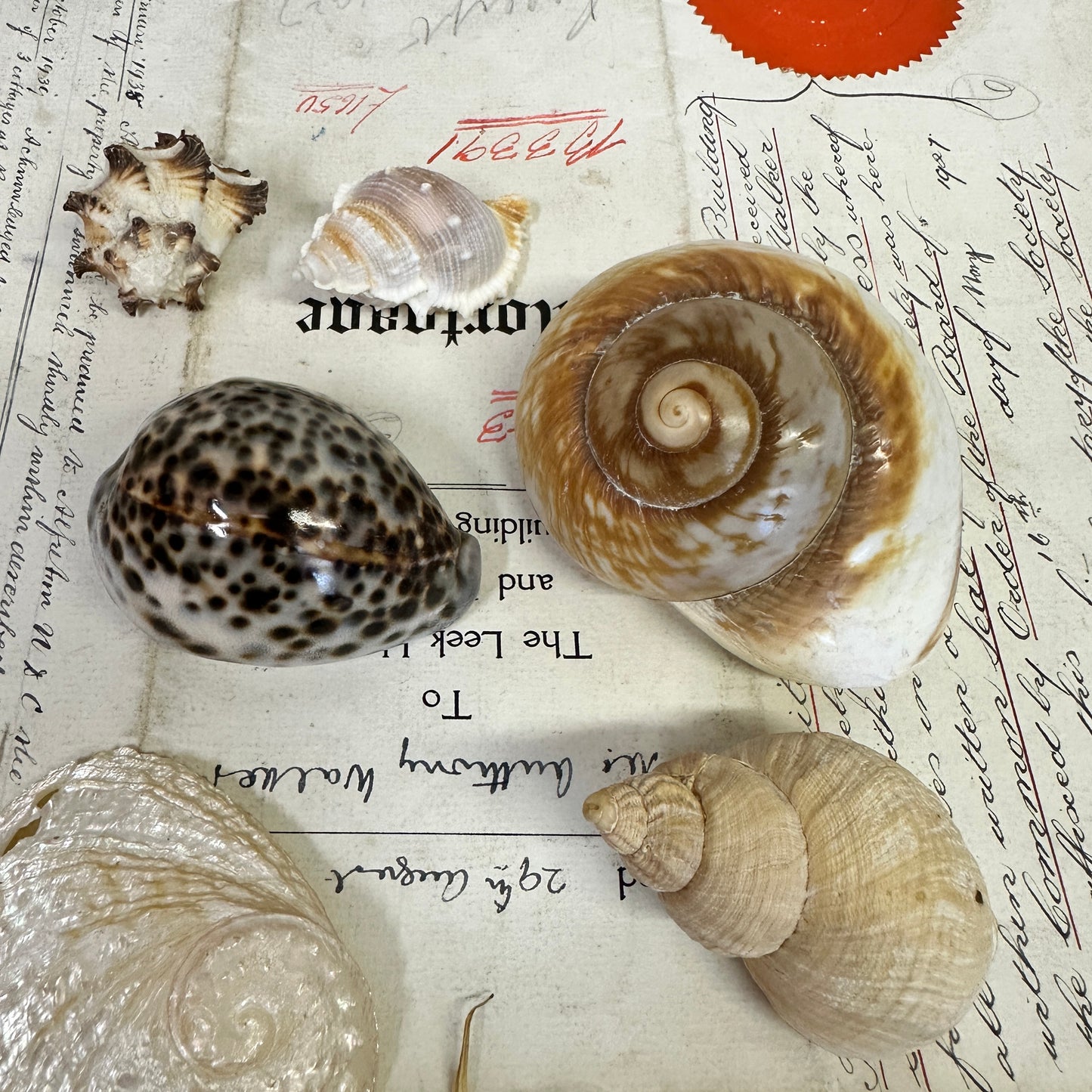 Collection Vintage Seashells C - The Blind Mole