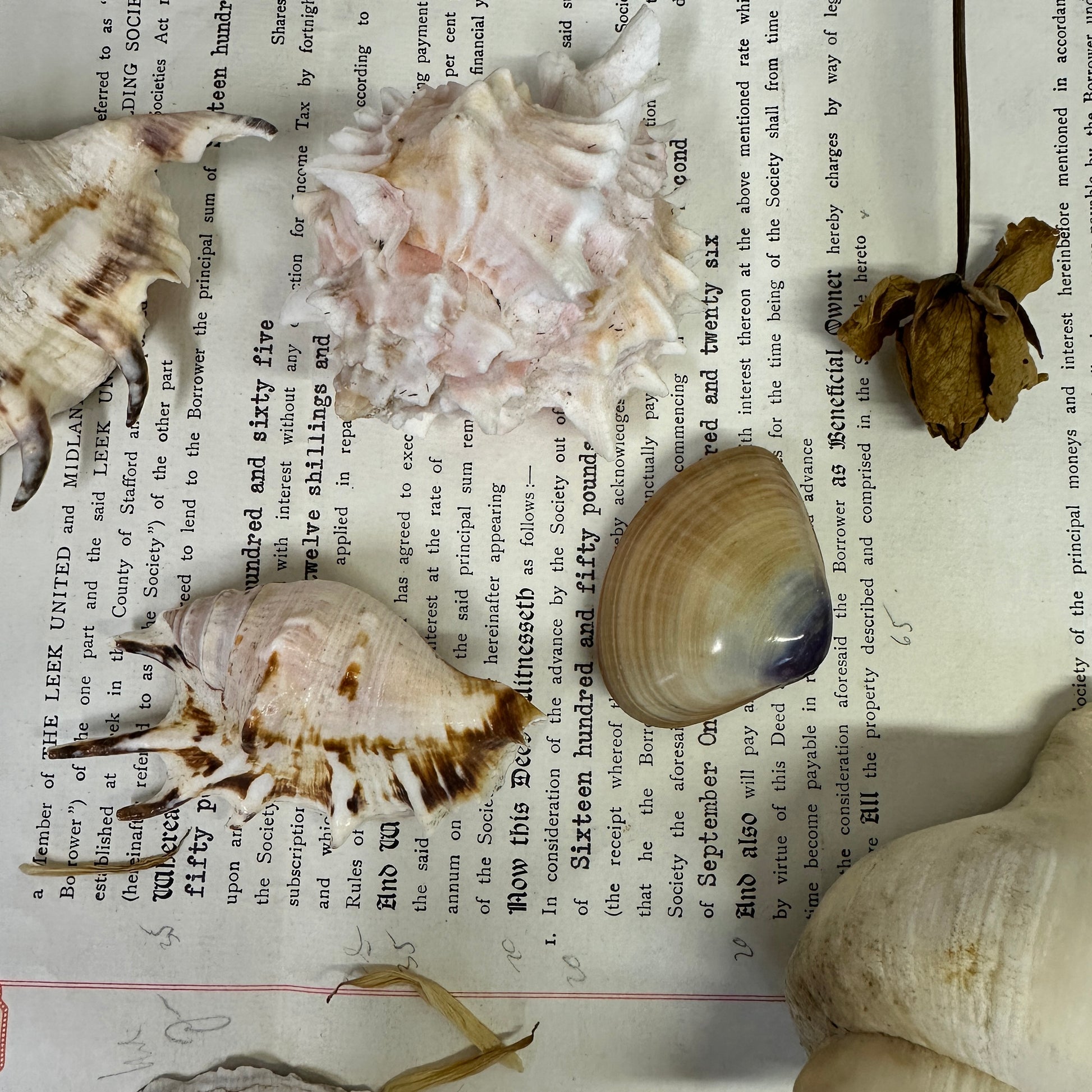 Collection Vintage Seashells A - The Blind Mole