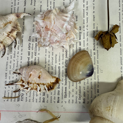 Collection Vintage Seashells A - The Blind Mole