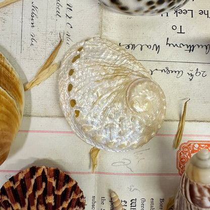 Collection Vintage Seashells C - The Blind Mole