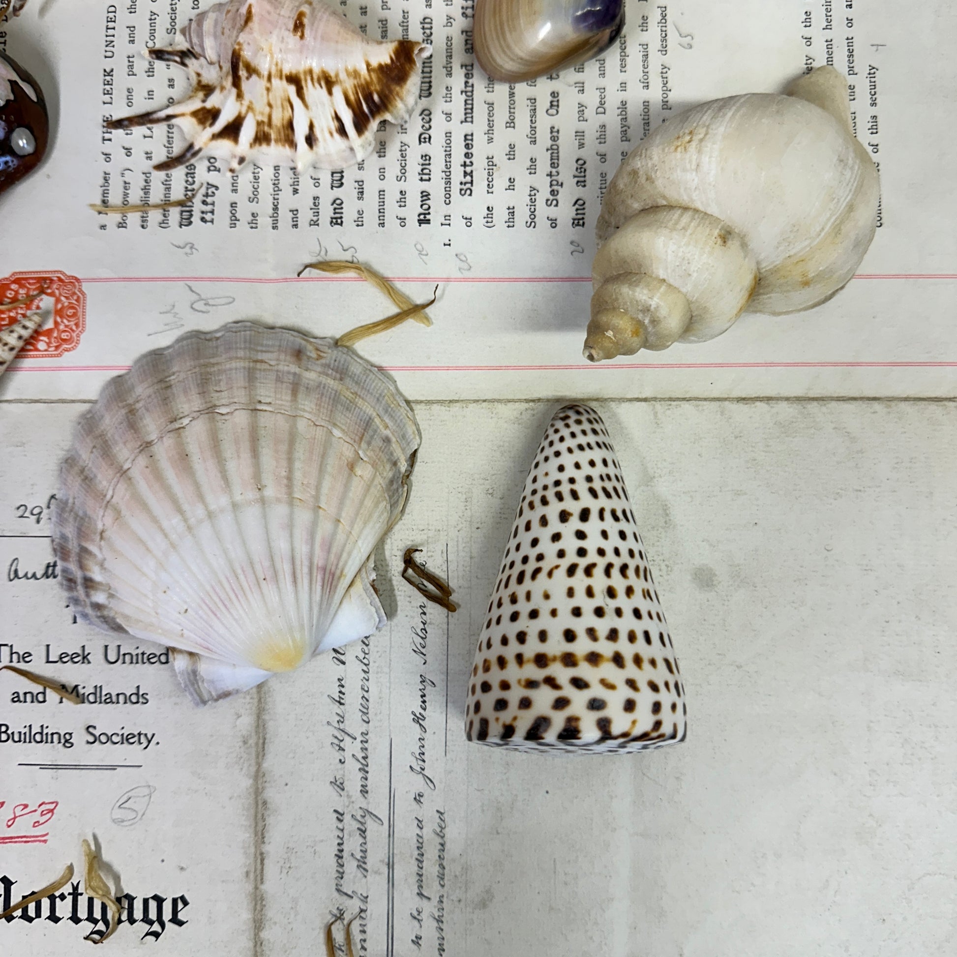 Collection Vintage Seashells A - The Blind Mole