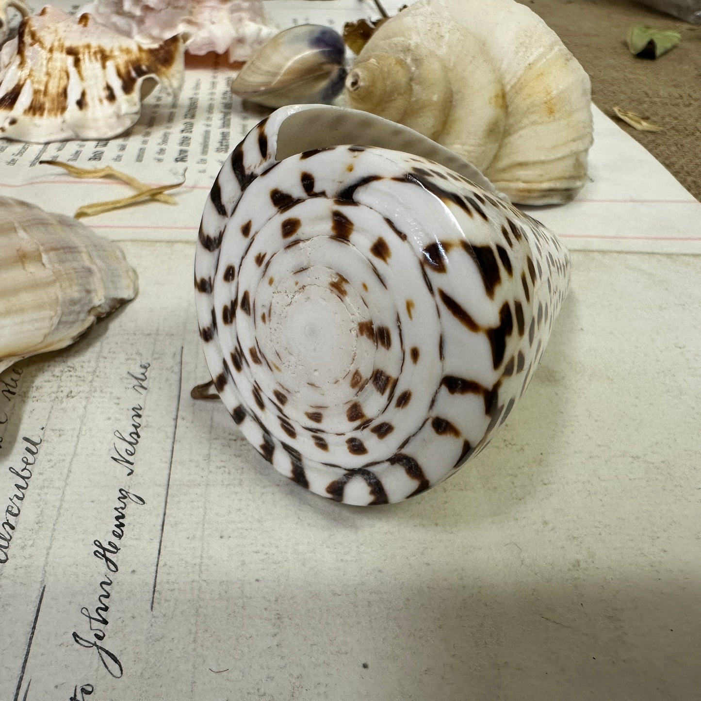 Collection Vintage Seashells A - The Blind Mole