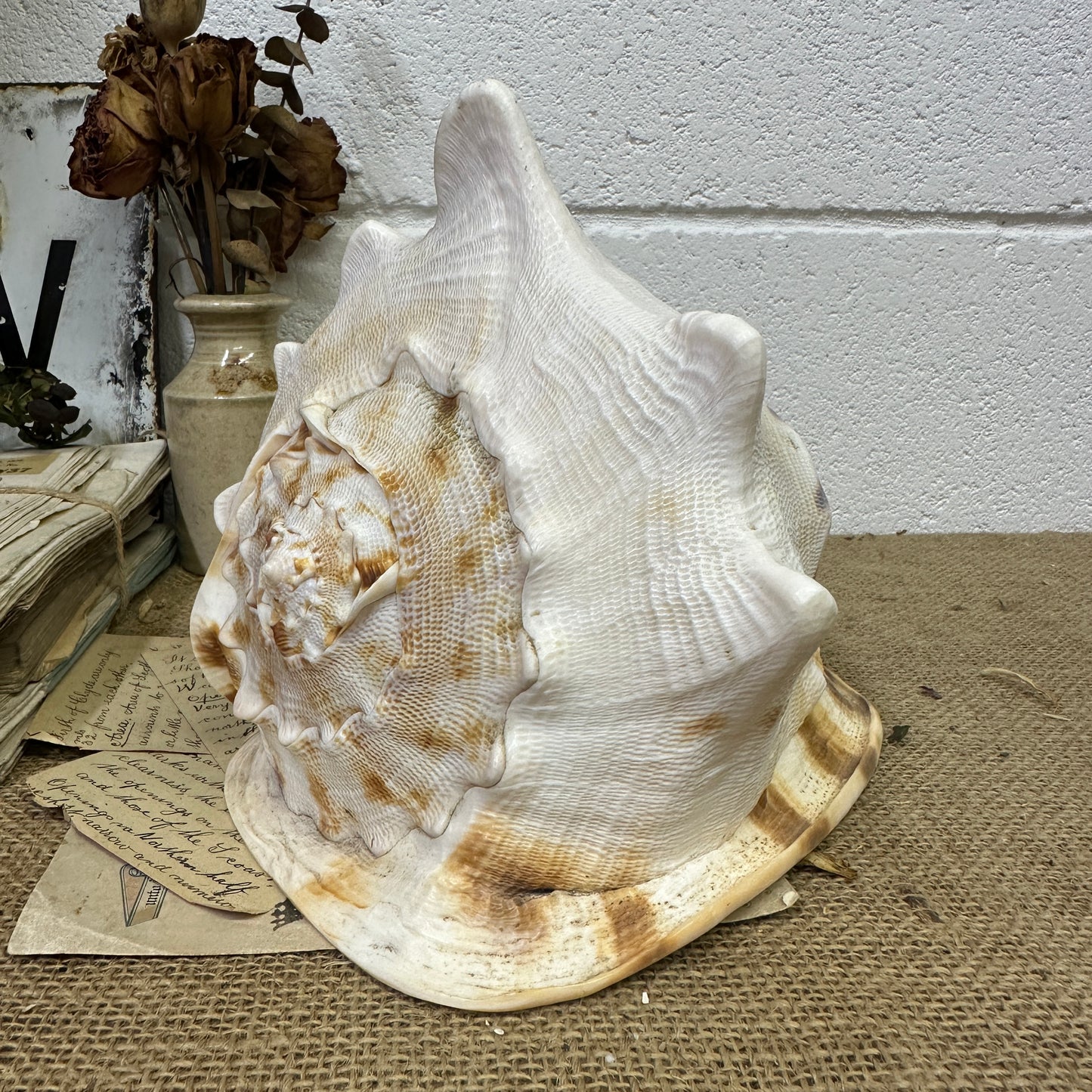 Antique Horned Queen Conch Shell - The Blind Mole