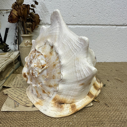 Antique Horned Queen Conch Shell - The Blind Mole