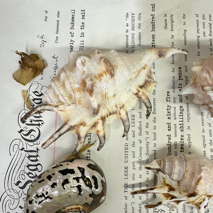 Collection Vintage Seashells A - The Blind Mole