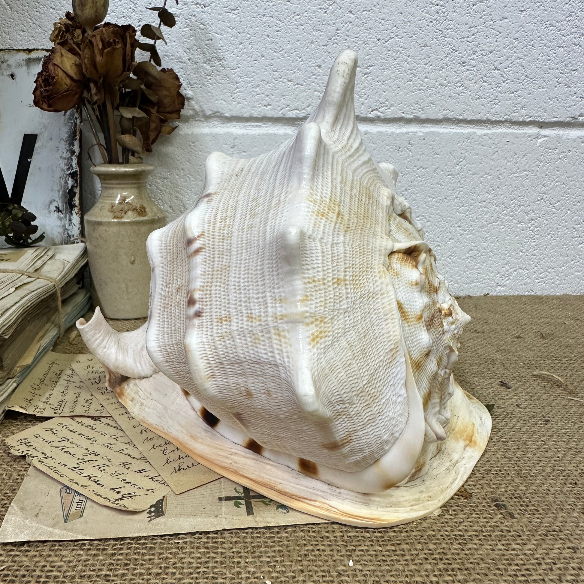 Antique Horned Queen Conch Shell - The Blind Mole
