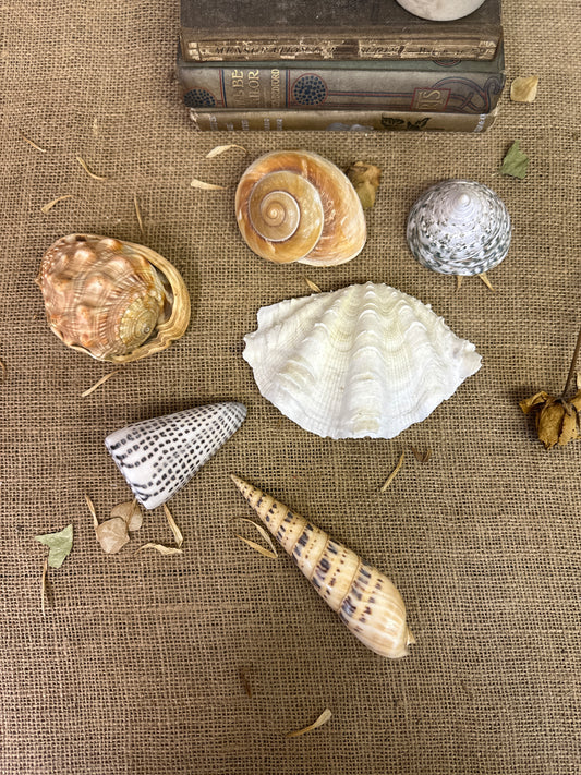 Collection Vintage Seashells D - The Blind Mole