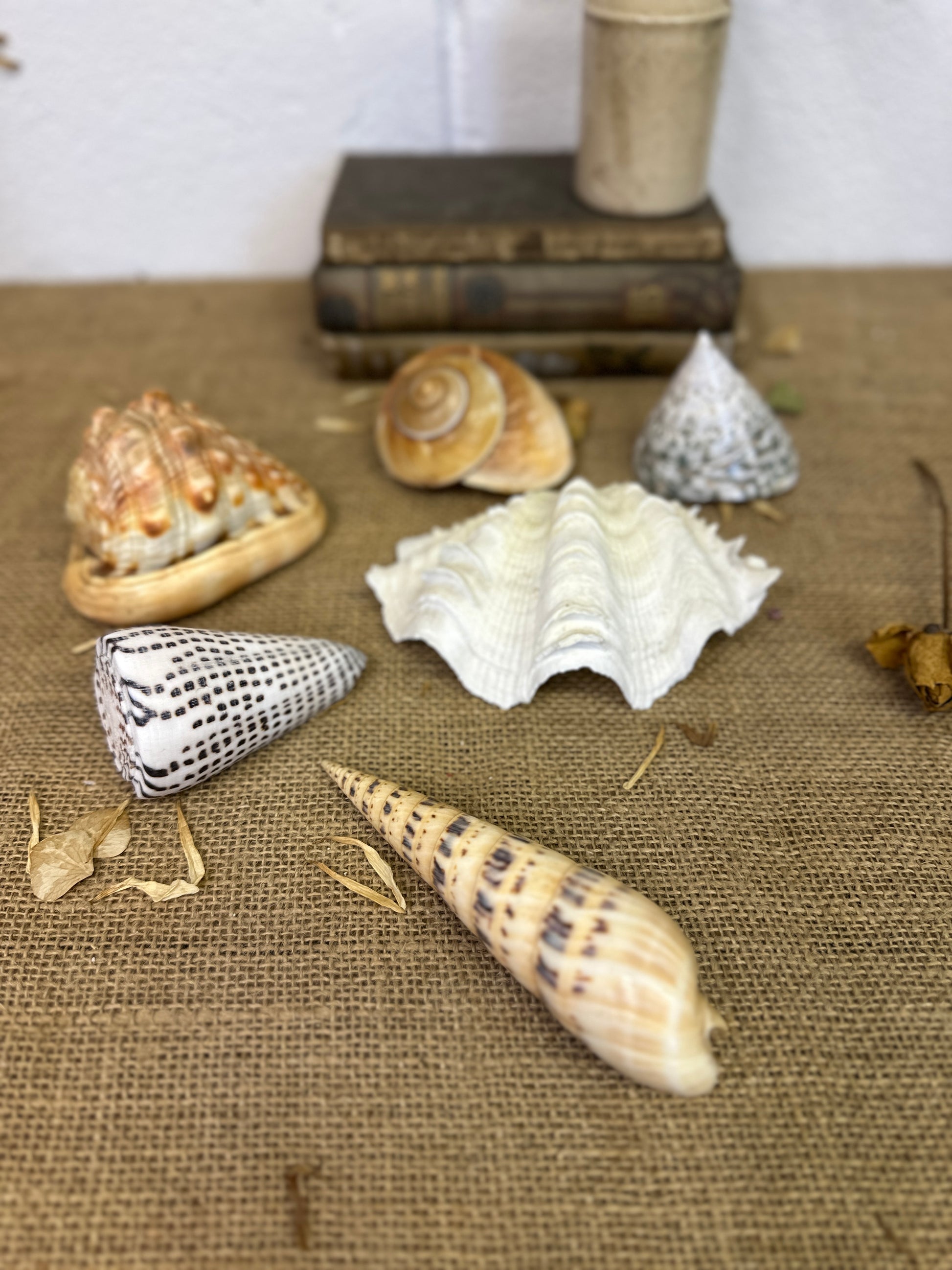 Collection Vintage Seashells D - The Blind Mole