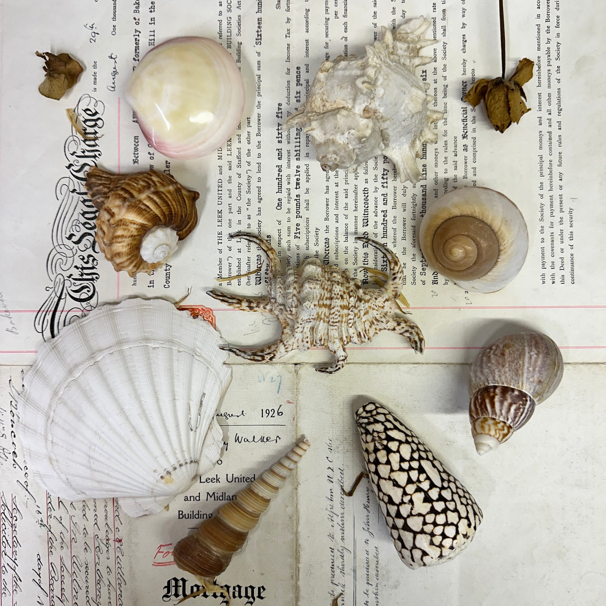 Collection Vintage Seashells B - The Blind Mole
